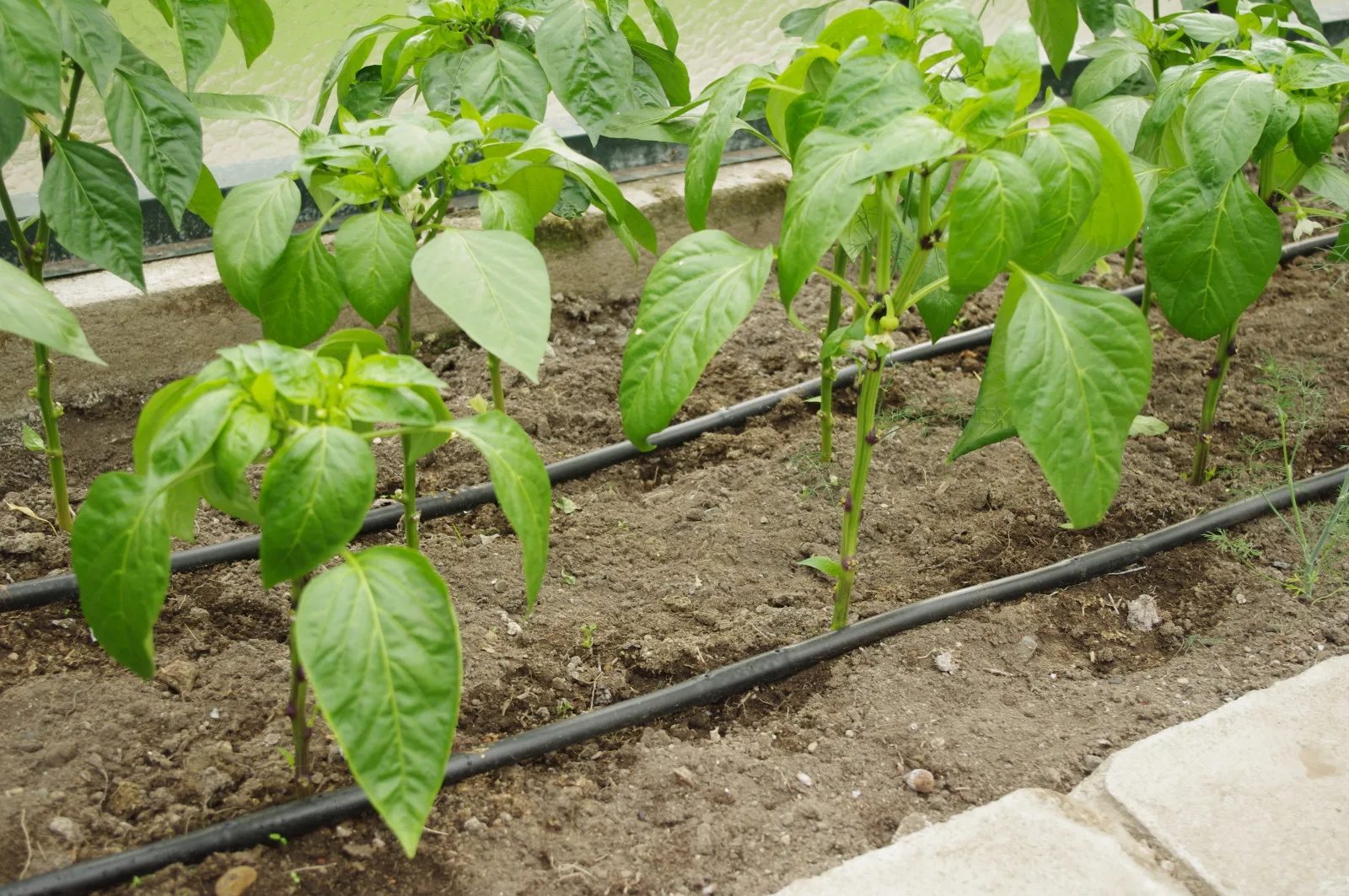 Zavlažovanie skleníka Limes Tandem